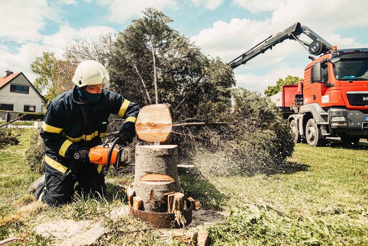 Best Tree Clearing Services  in USA